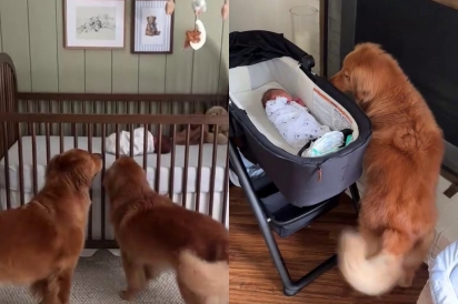 Cães golden retrievers conhecem bebê recém-nascido pela primeira vez e vídeo encanta 