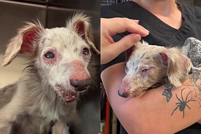 Aos 12 anos, cão idoso chega a abrigo em estado crítico e encontra lar temporário em três dias