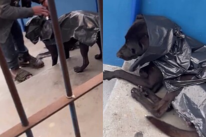 Sem ele perceber, moça flagra morador de rua preparando seus cães para a chuva e cena chama a atenção 