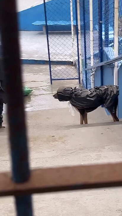 Mesmo estranhando a roupa os cães obedeceram.