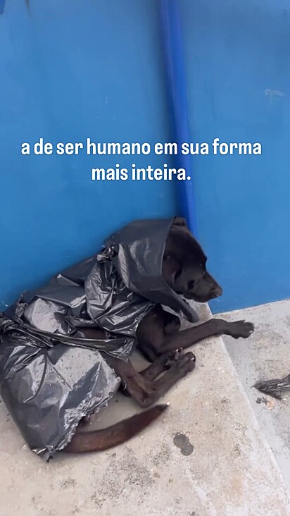 Os cães de Carlos são muito bem educados.
