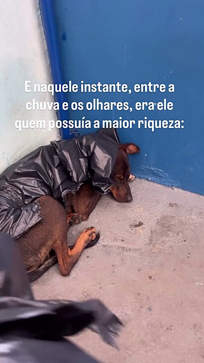 Os cachorros confiam no tutor.