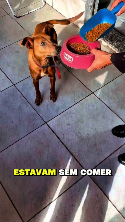 A cadela mal esperou que finalizassem o preparo da refeição.