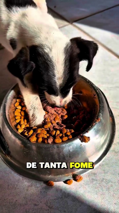 O filhote estava faminto e atacou a comida da mãe.