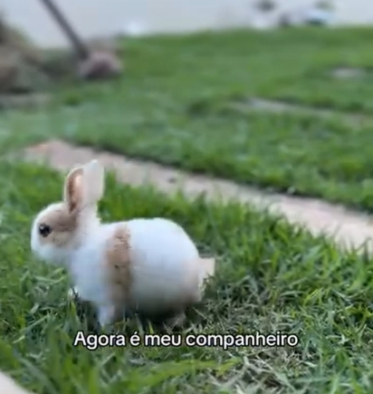 Lito foi o único filhote da ninhada resgatada que sobreviveu.