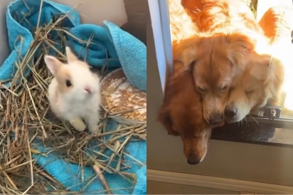 Jovem resgata coelho e vê amizade mais fofa nascer entre ele e seus três golden retrievers.