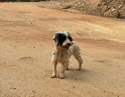 A cachorrinha foi abandonada em uma estrada.