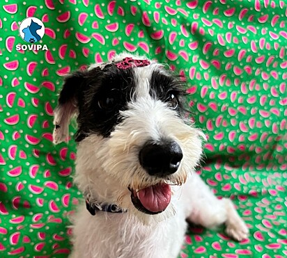 Cometa, uma cachorrinha resgatada, atualmente.