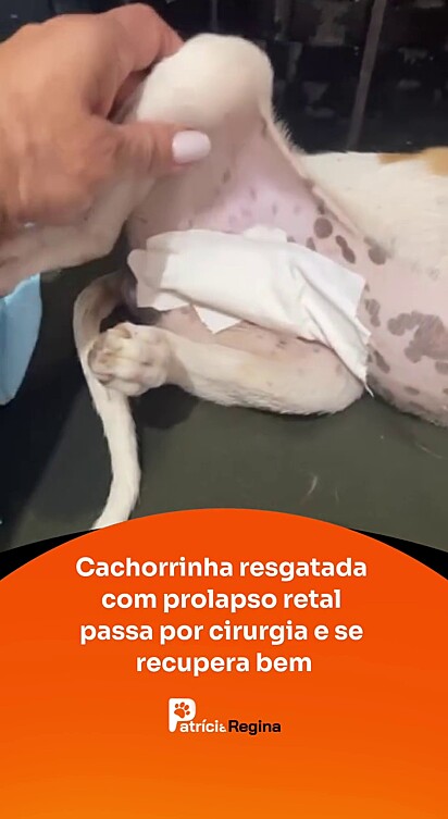A cachorrinha passou por uma cirurgia.