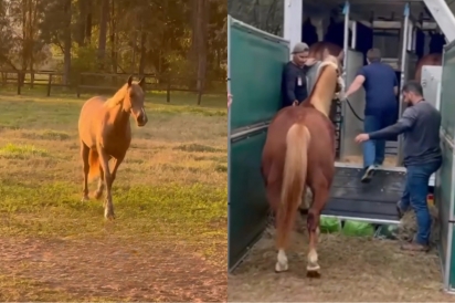 Brasileira se muda para a Europa e faz o impossível para levar consigo seu bem mais precioso, seu cavalo.