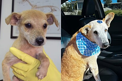 O amor não chegou cego, mas chegou forte: Após 12 anos vivendo em abrigo, cão idoso finalmente ganha família que sempre mereceu