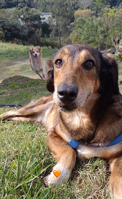 Como está o cão Alemão após ser adotado.