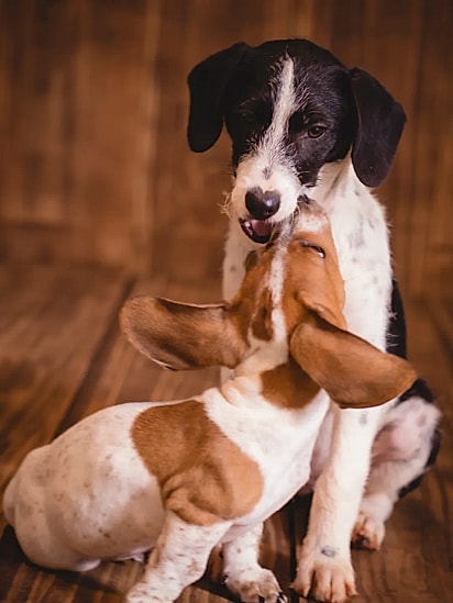 Chico e Felícia se tornaram grandes amigos.
