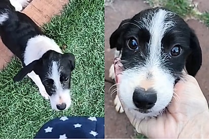 Vira-latinha invade casa de mulher e força adoção.