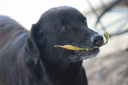 Negro é outro cachorrinho que usa folha como moeda de troca.