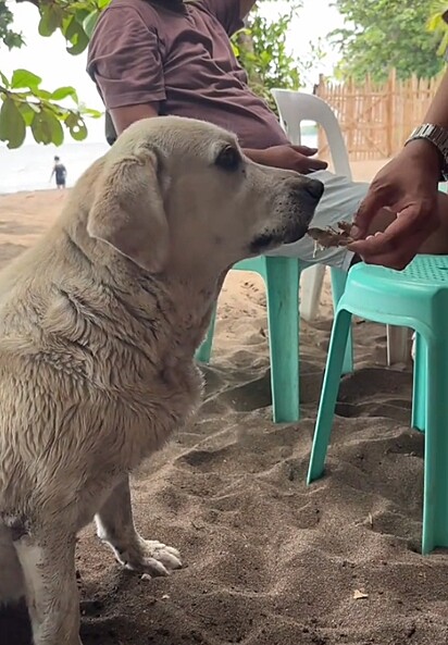 Kayla sempre ganha petiscos dos turistas quando a veem com uma folha na boca.