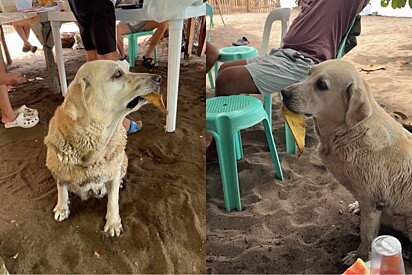 Conheça Kyla, cachorra labradora que ficou famosa por trocar folhas por comida e se tornou atração turística de cidade.