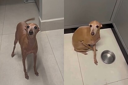 Querendo dar uma de espertinho, cão galgo finge que comeu toda ração para poder subir na cama