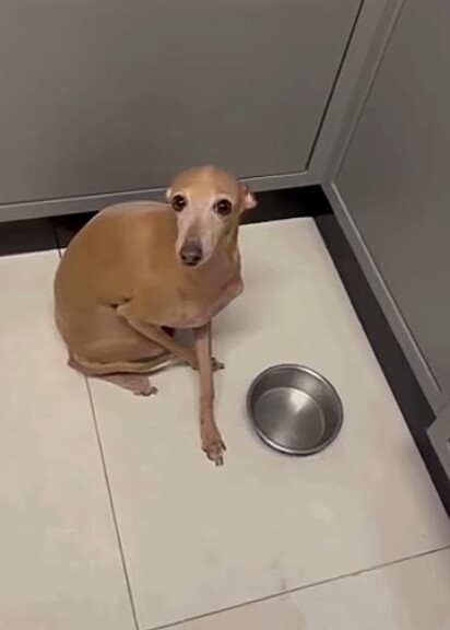 Zé fazendo pose ao lado do prato vazio.