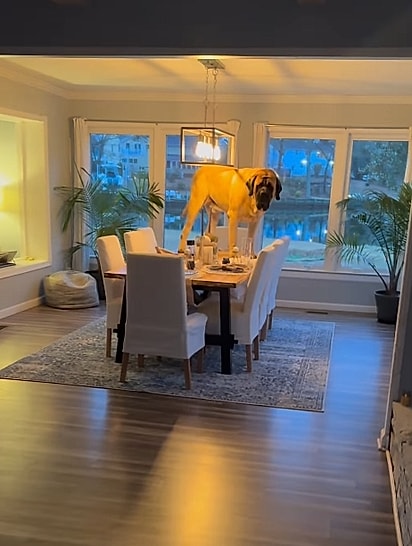 O mastim em cima da mesa.