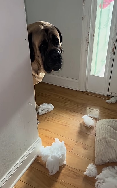 Pooh Bear é especialista em destruir a casa.