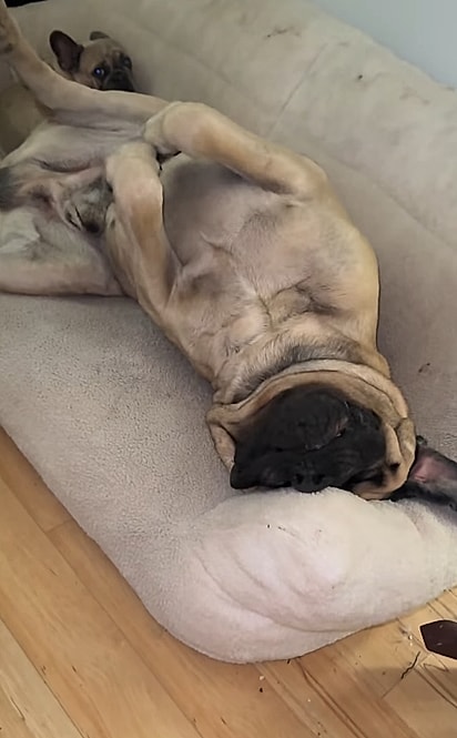 Pooh Bear, um mastim inglês de 108 quilos, e Yogi Bear, um buldogue francês de apenas 9kg. Você consegue encontrar o buldogue nessa foto?