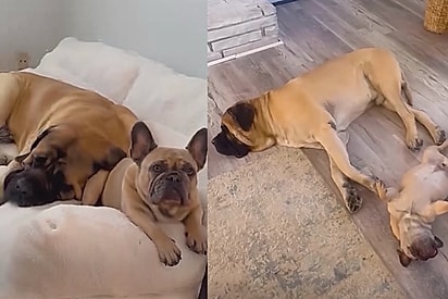 Os dois cães se tornaram melhores amigos.