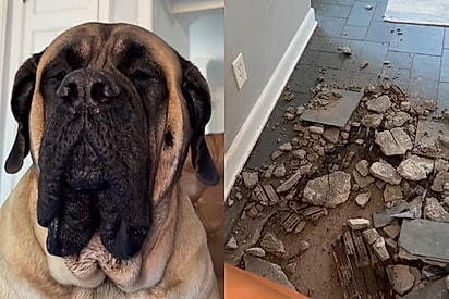 A reação de Pooh Bear após cavar um pequeno buraco na sala.