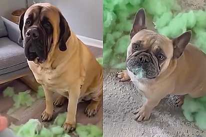 Cão apocalíptico de 108kg ganha parceiro em miniatura e ensina a ele tudo sobre bagunça