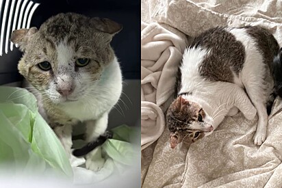 Gato que ganhou olhar triste de tanto sofrer nas ruas entende que a vida pode ser leve após conhecer a pessoa certa