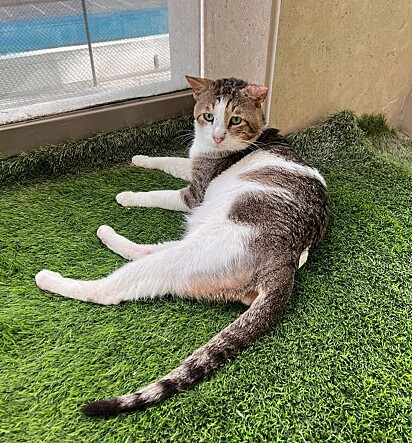 O carinho que ganhou no lar temporário fez a diferença.