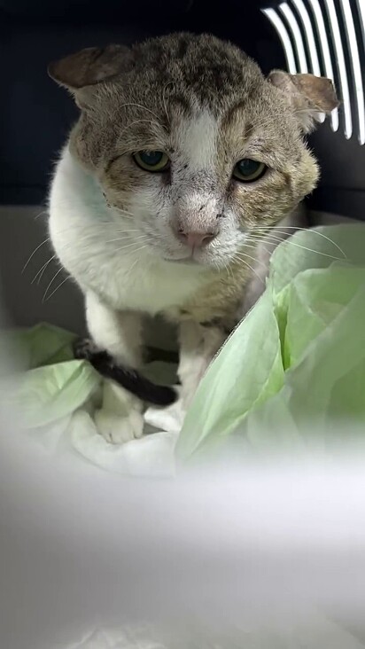 Ele era muito desconfiado e tinha medo de humanos.