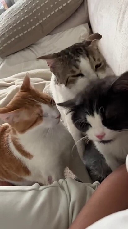 Os outros felinos ajudaram na recuperação de Ben.