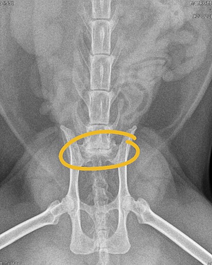 Internautas ajudaram nos custos com o tratamento de saúde do gato.