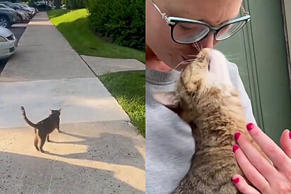Gata de rua segue mulher até sua casa para lhe mostrar segredo que carregava
