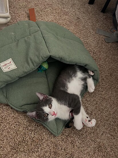 Homer segue para adoção responsável.