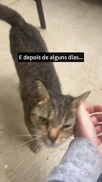 A gatinha confiou em Carrie para cuidar de seus filhotes.