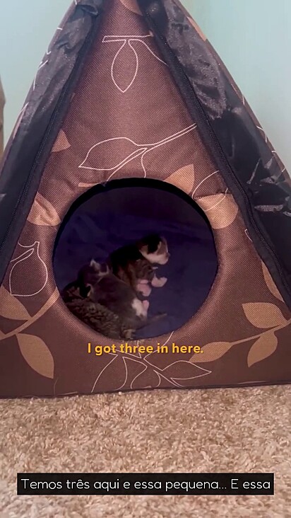 Mamacita deu à luz a três gatinhos.