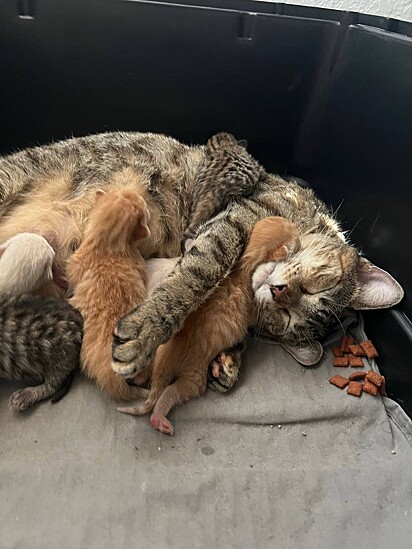 Apesar de não ter crescido com uma família Rosie é uma ótima mãe.