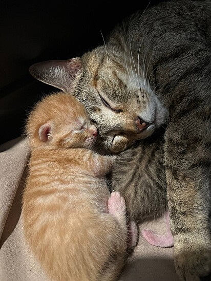 Carolyn optou por ficar com toda a família felina.