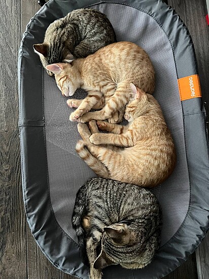 Rosie deu à luz a seis filhotes.