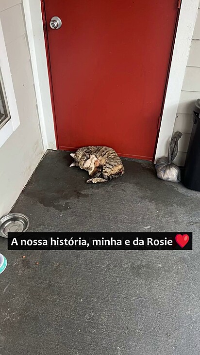 Rosie era uma gata de rua mas sempre teve esperanças de que a deixassem entrar.