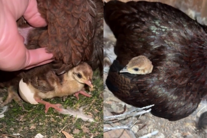 Galinha choca e cuida de filhote gigante sem perceber que ele é diferente 