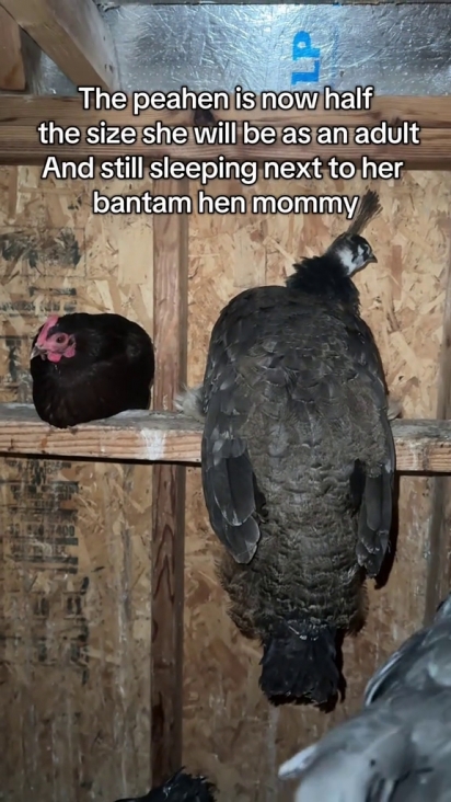 Peawee acredita fielmente que Susan é sua mãe.
