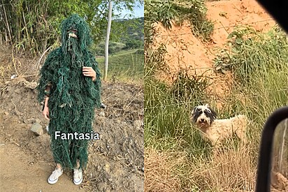 Parece filme: Mulher se disfarça para tentar resgatar cão Cometa que era impossível de se aproximar