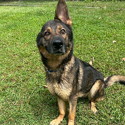 Ginger, uma cachorrinha mestiça de pastor alemão de apenas uma orelha.