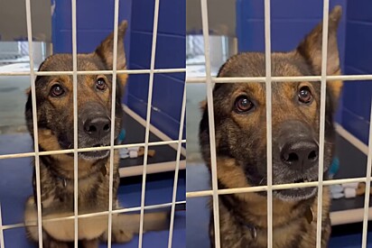 Cachorrinha unicórnio fica desolada após ela se arrumar para evento de adoção e ninguém aparecer