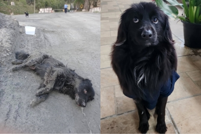 Vencendo todas as probalidades de ficar paraplégico, cão que foi atropelado duas vezes emociona equipe com recuperação fantástica.