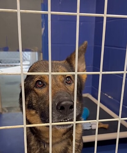 Os antigos donos não quiseram Ginger de volta e ela foi para o abrigo.