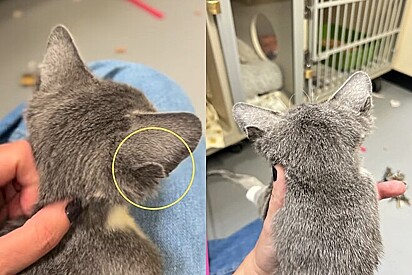 Batizado de Quattro, o gatinho tem quatro orelhas.